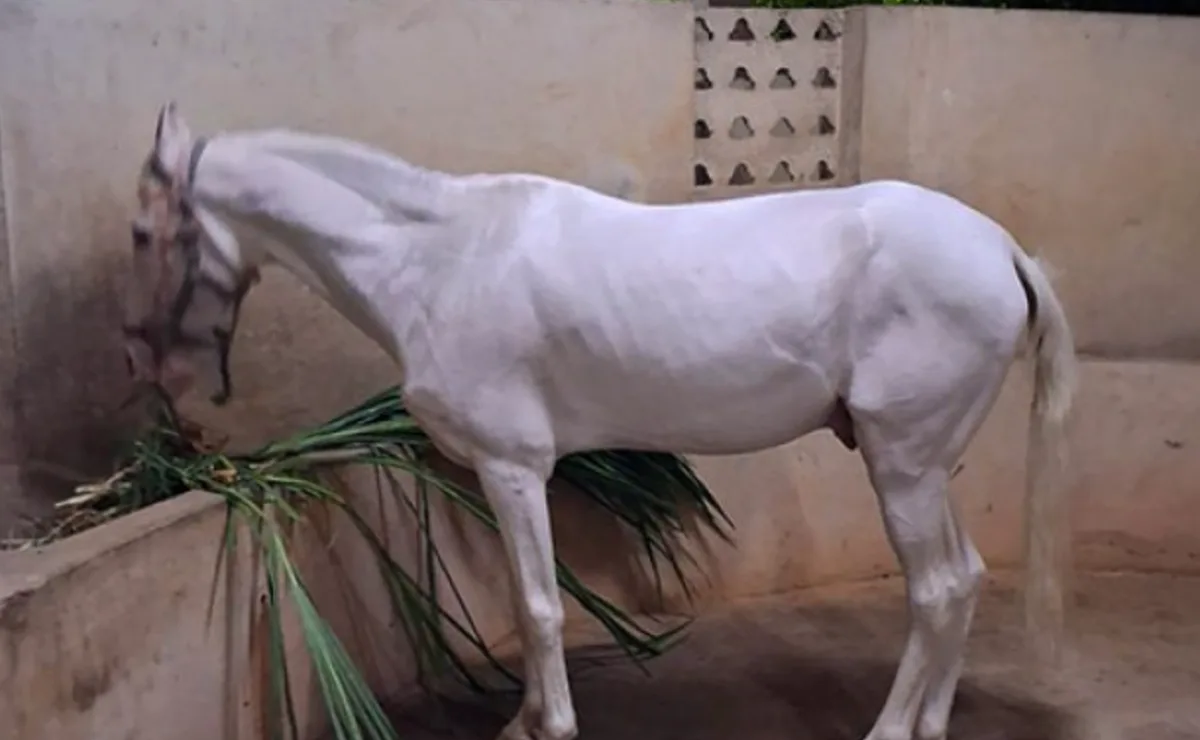 TTD Conducts Post-Mortem on Donated Horse at SV Gosamrakshana Shala; Samples Sent for Laboratory Analysis