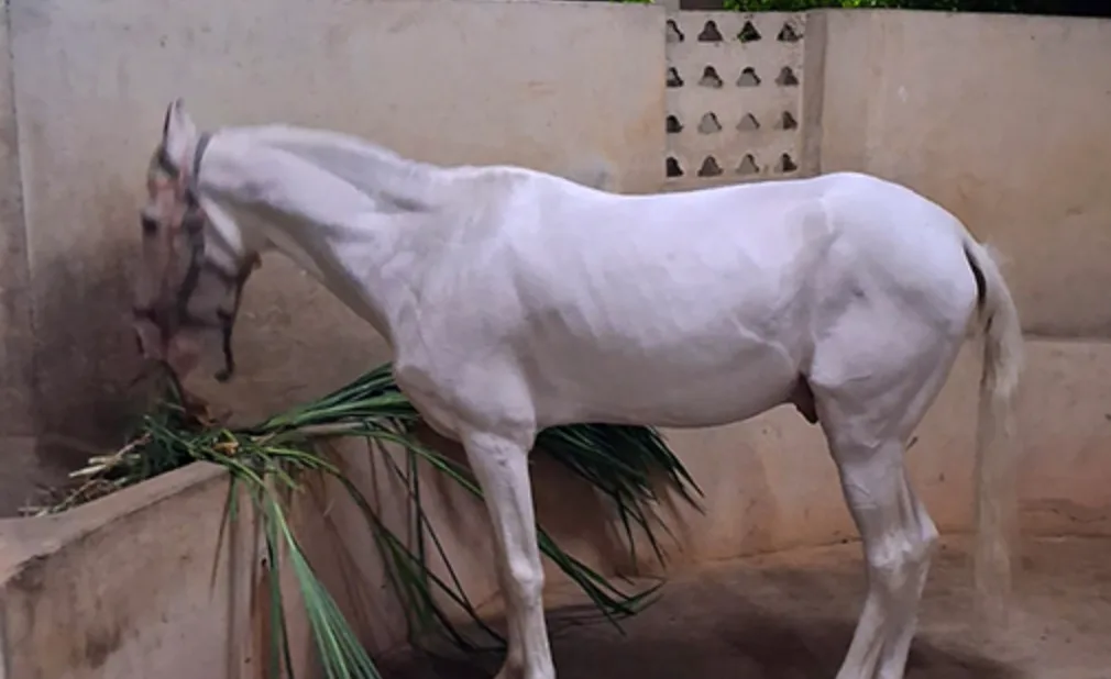 Madurai Devotee Donates Horse to TTD SV Goshala for Srivari Brahmotsavams
