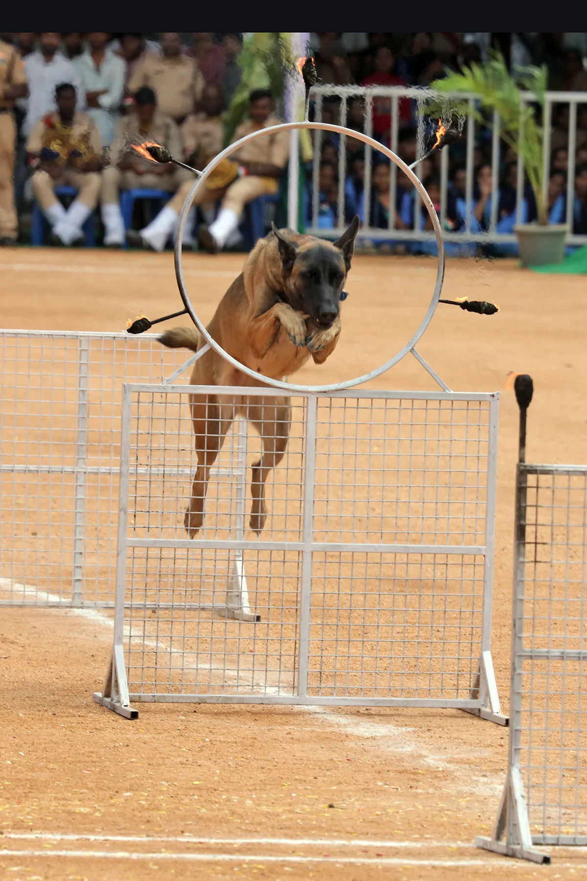 NCC Cadets, TTD Sniffer Dogs and Firefighters Impress at Tirupati Independence Day Celebrations